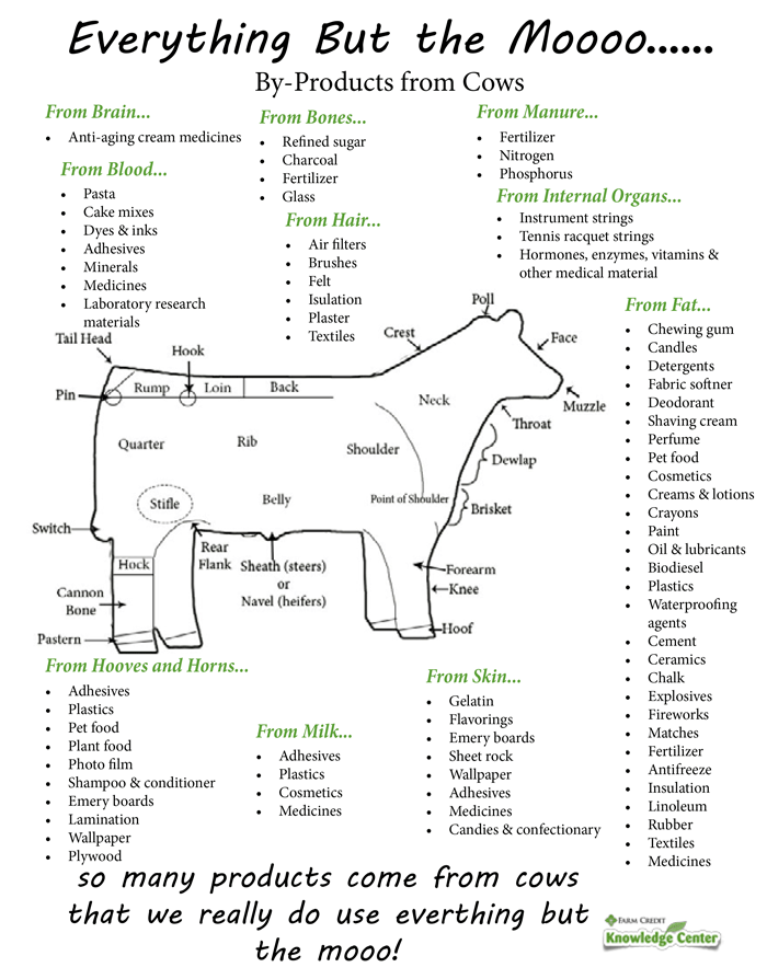 Educational flyer depicting everyday items derived from bovine by-products