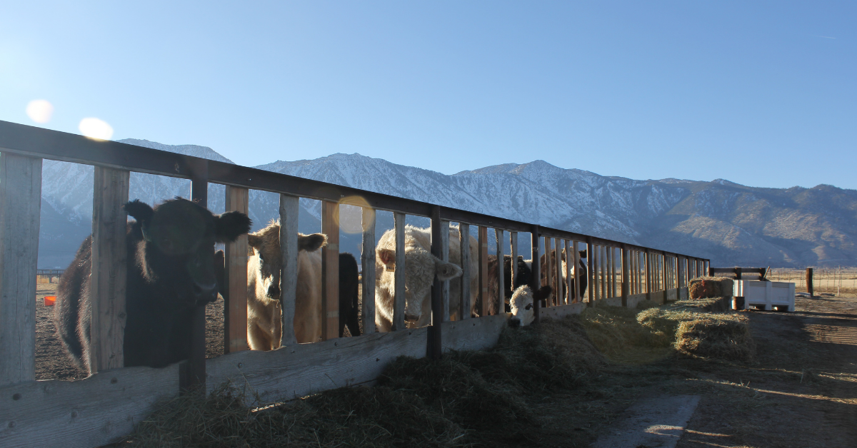 Carson Valley Meats FAQs Carson City Meat Processing Facility
