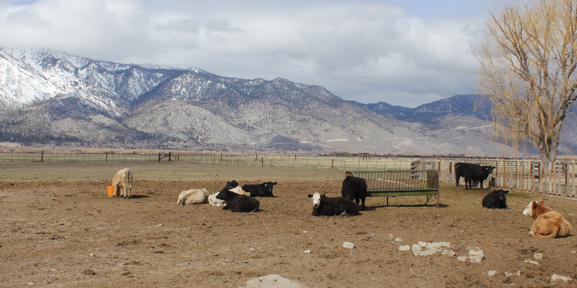 Untitled design (6) 4 issues facing ranchers today_land for grazing