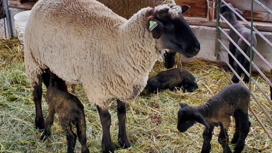 Ewe with her lamb Ewe with her lamb