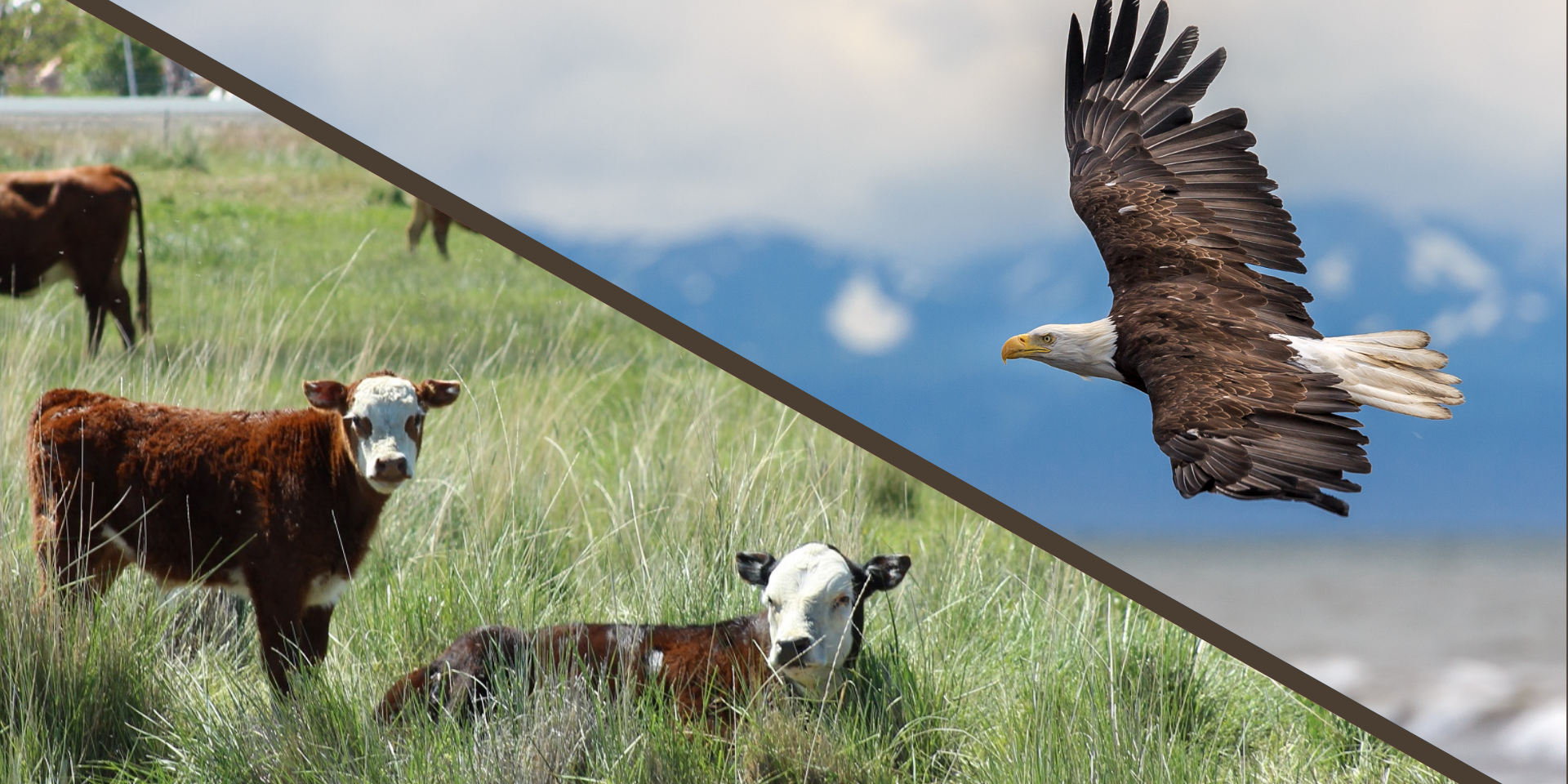 Calf and Eagle
