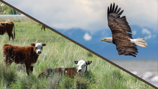 Calf and Eagle
