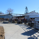 Crowds gather to watch roping demonstrations at the Ag & Artisan Holiday Faire